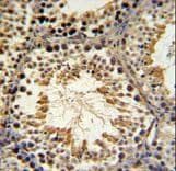 SPAG16 Antibody (aa276-304)