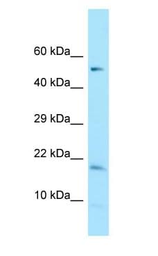 DAZAP2 Antibody (C-Terminus)