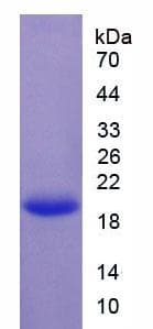 Guinea pig Insulin Protein (Recombinant His-SUMO, N-terminus)
