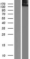 CLU1 / KIAA0664 Protein (Over-Expression Lysate Myc-DDK (Flag))