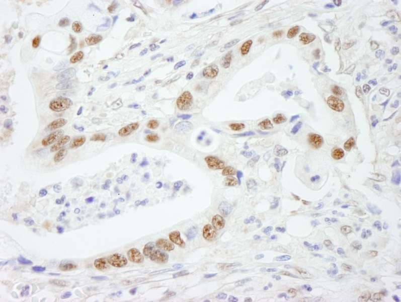 SF3B2 Antibody (aa775-825)