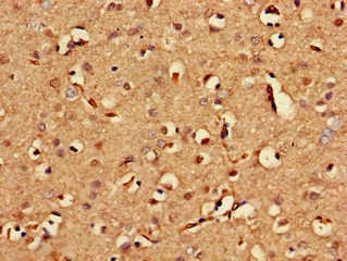 BLZF1 Antibody