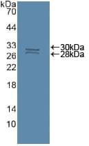 CASP8 / Caspase 8 Antibody (aa7-216, Biotin)