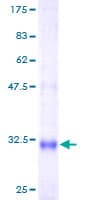 Human CD24 Protein (Recombinant GST)