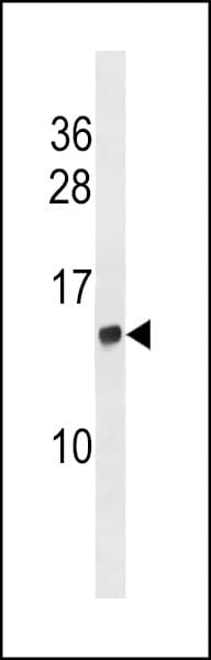 HIST2H2AC Antibody (aa18-46)