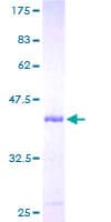 Human UBL3 Protein (Recombinant GST)