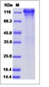 Human ITGB1 / Integrin Beta 1 / CD29 Protein (Recombinant His,C-terminus)