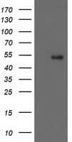 GBA3 / CBG Antibody (aa1-150, clone OTI4G8, Carrier-free)