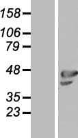 OLFML1 Protein (Over-Expression Lysate Myc-DDK (Flag))