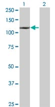 DAXX Antibody (clone 4C2)