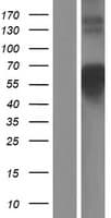 COLQ Protein (Over-Expression Lysate Myc-DDK (Flag))