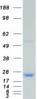 Human DUSP3 / VHR Protein (Recombinant Myc-DDK (Flag))