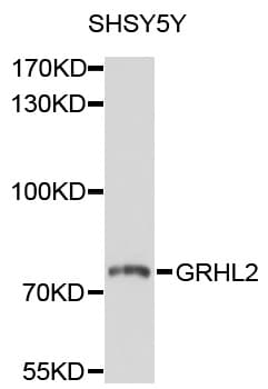 GRHL2 Antibody