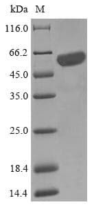 Escherichia coli NFS1 Protein (Recombinant 10His-SUMO, N-terminus + Myc, C-terminus)