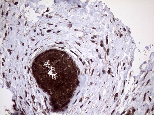 PITPNB Antibody (clone OTI5B10, Carrier-free)
