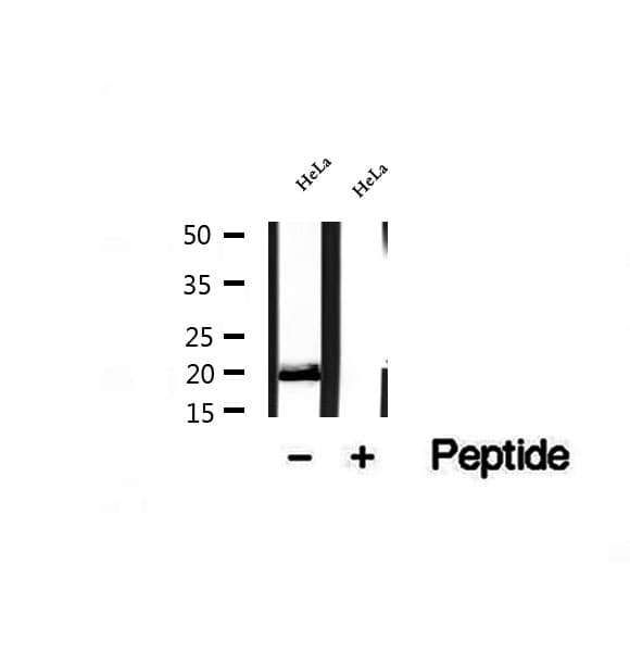 OPA3 Antibody