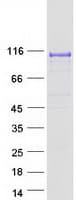Human DPP6 / Dipeptidylpeptidase 6 Protein (Recombinant Myc-DDK (Flag))