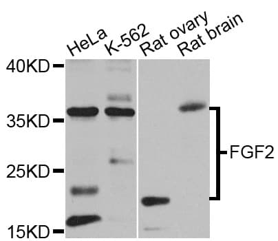 FGF2 / Basic FGF Antibody