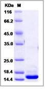 Human HMG1 / HMGB1 Protein (Recombinant His,N-terminus)