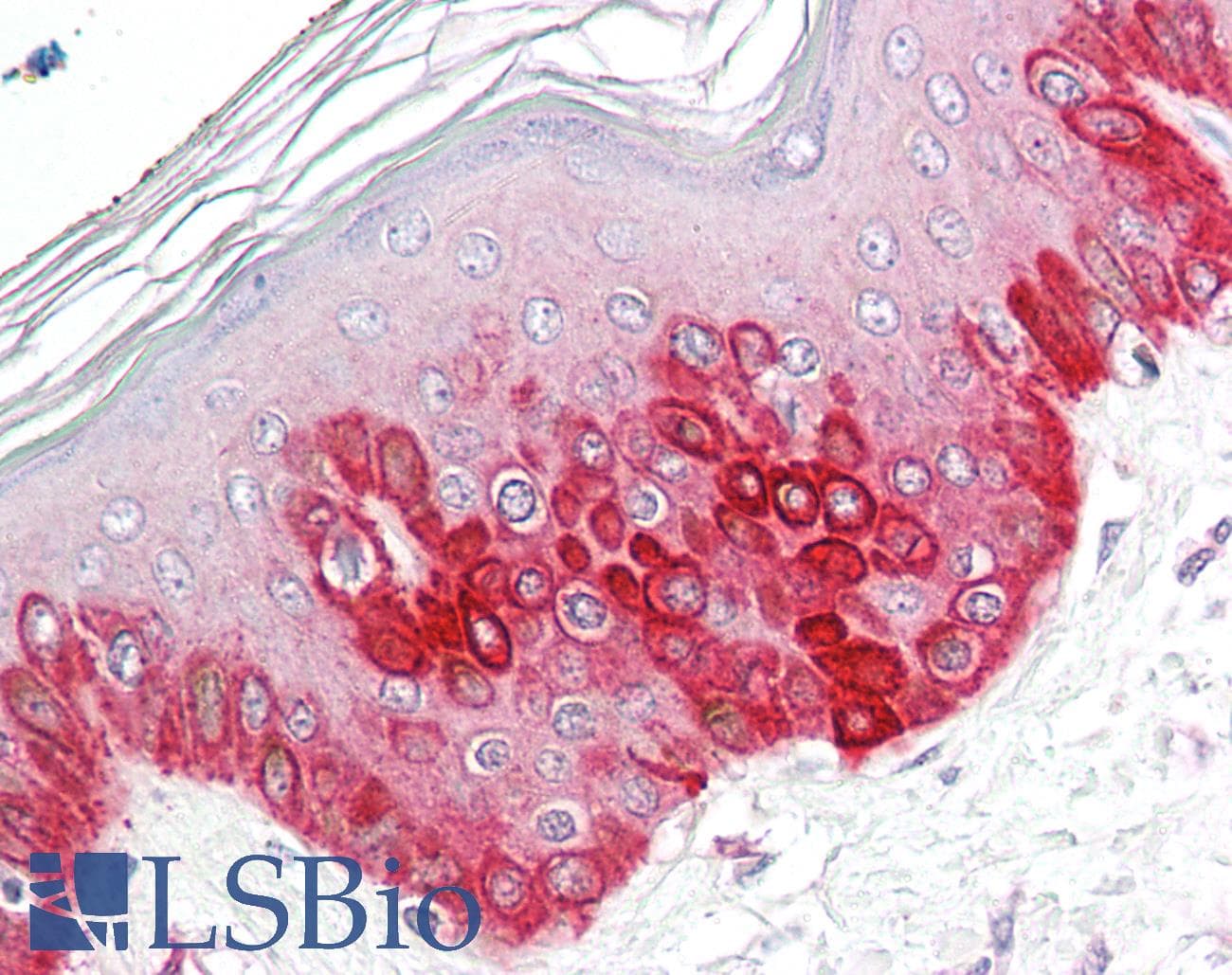 IHC-plus™ ATG16L1 / ATG16L Antibody (aa548-562)