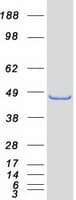 Human HOMER2 / Homer 2 Protein (Recombinant Myc-DDK (Flag))