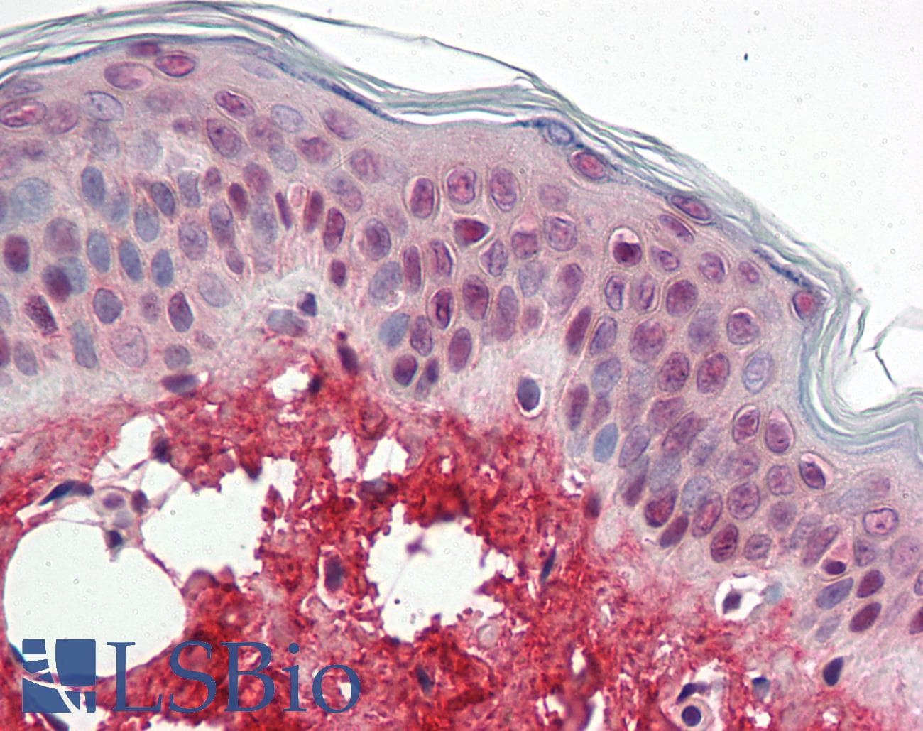 IHC-plus™ Polyclonal Rabbit anti-Human DCN / Decorin Antibody (IHC, WB)