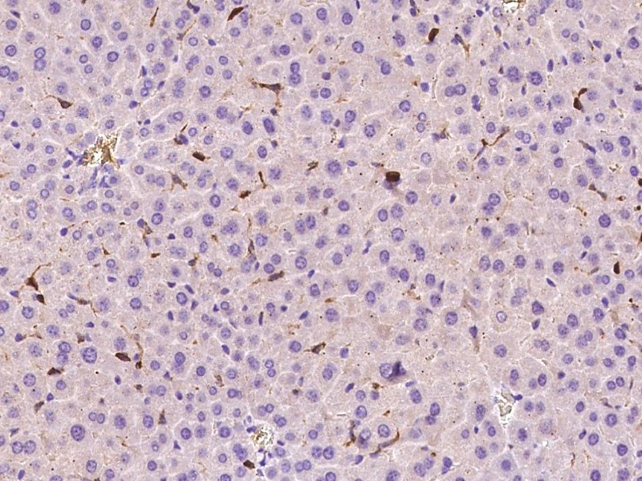 Fcgr4 Antibody (Preservative Free)