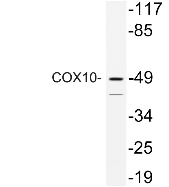 COX10 Antibody (aa98-147)