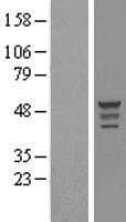 OLFML3 Protein (Over-Expression Lysate Myc-DDK (Flag))