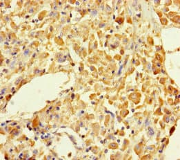 Polyclonal Rabbit anti-Human MUTED Antibody