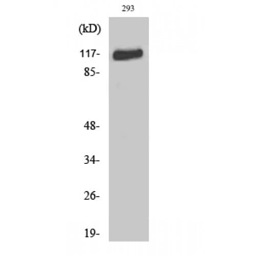 Polyclonal Rabbit anti-Human FGFR1 / FGF Receptor 1 Antibody (600-680 aa, IF, WB)