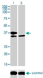 TCF19 / TCF-19 Antibody (clone 6D8)