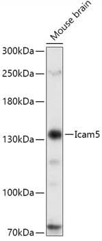 ICAM5 / ICAM-5 Antibody