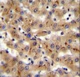 CSAD / CSD Antibody (aa197-226)