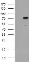 CCDC93 Antibody (aa293-631, clone OTI2G5)