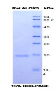 Rat ALOX5 / 5-LOX Protein (Recombinant His, N-Terminal)