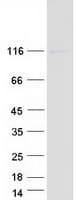 Human ITGB1 / Integrin Beta 1 / CD29 Protein (Recombinant Myc-DDK (Flag))