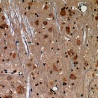 SOX2 Antibody