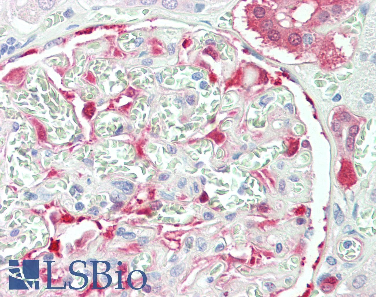 IHC-plus™ NQO1 Antibody (aa263-274)