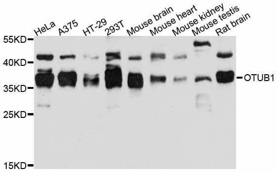 OTUB1 / OTU1 Antibody