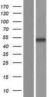 CTBP2 Protein (Over-Expression Lysate Myc-DDK (Flag))