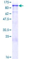Human MZF / MZF1 Protein (Recombinant GST)