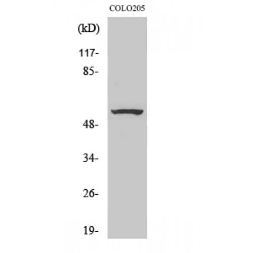 ZNF682 Antibody (40-120 aa, N-terminal)