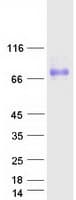 Human PLXDC2 Protein (Recombinant Myc-DDK (Flag))