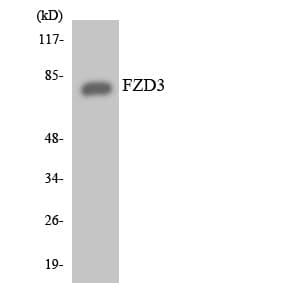 FZD3 / Frizzled 3 Antibody (aa131-180)