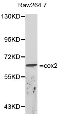 CALU / Calumenin Antibody