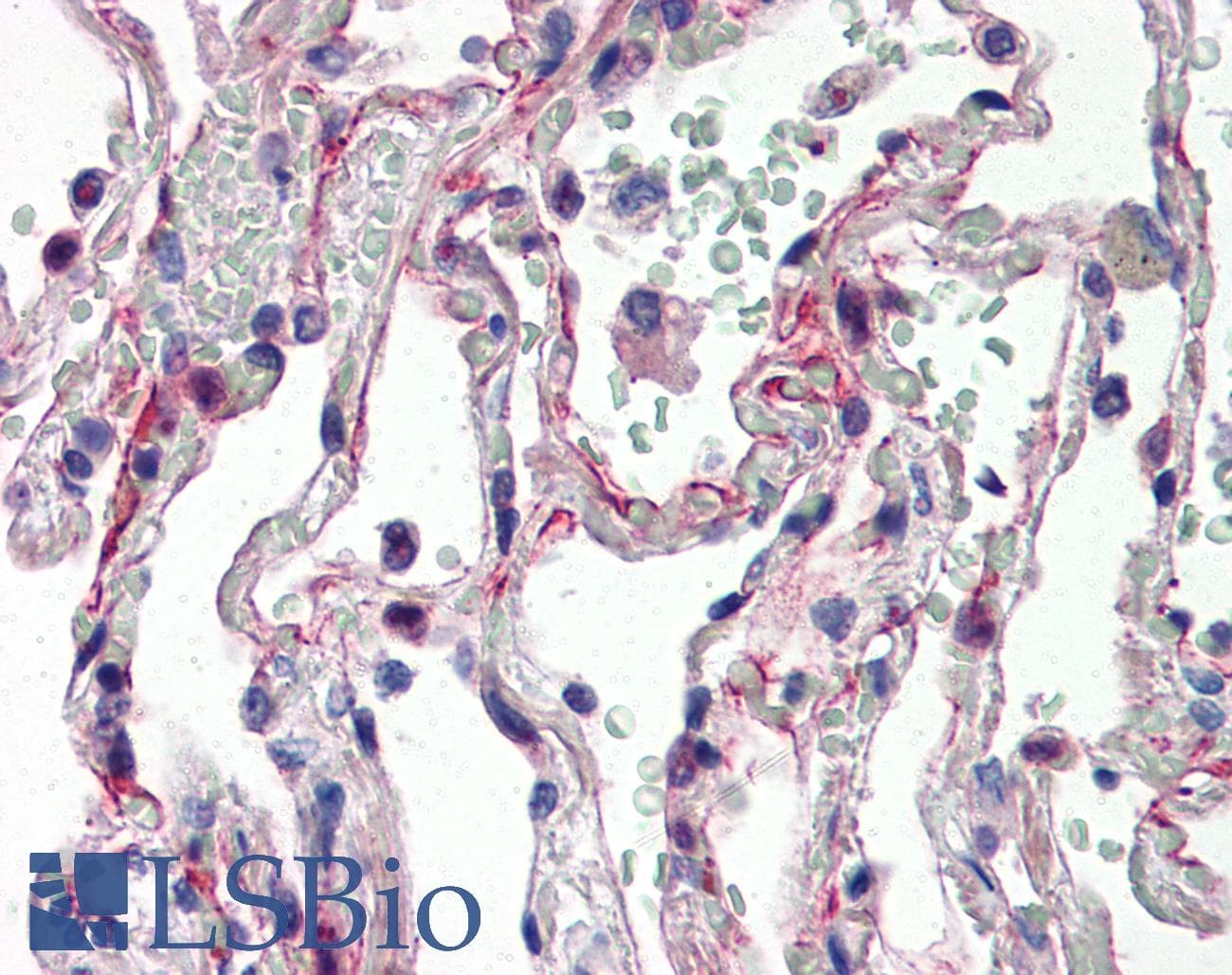 IHC-plus™ IL27 Antibody