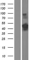 TRIP / LRRFIP1 Protein (Over-Expression Lysate Myc-DDK (Flag))