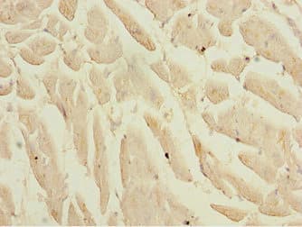 BTEB / KLF9 Antibody