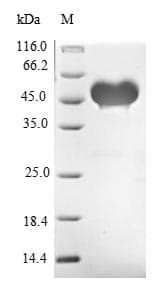 Mouse JAG1 / Jagged 1 Protein (Recombinant 10His-SUMO, N-terminus + Myc, C-terminus)